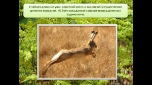 презентация на тему дикие животные для детского сада