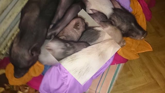 Хрюно-треугольники. смотреть онлайн