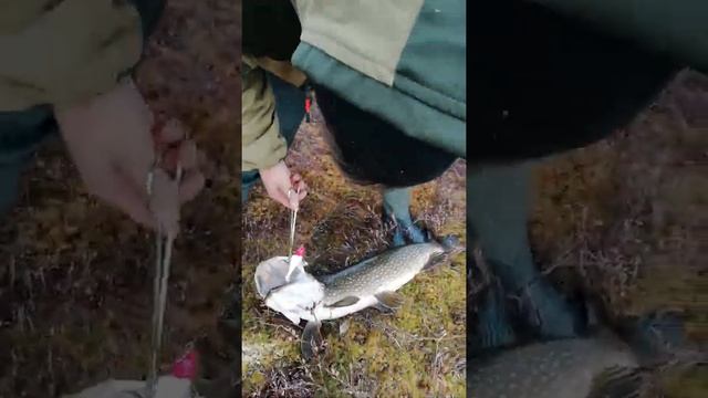 Рыбалка в Хмао, щука на 6 кг смотреть онлайн