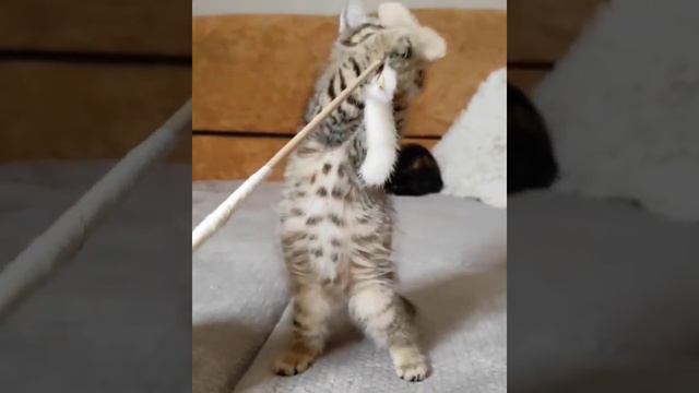 Котёнок манчкин смотреть онлайн