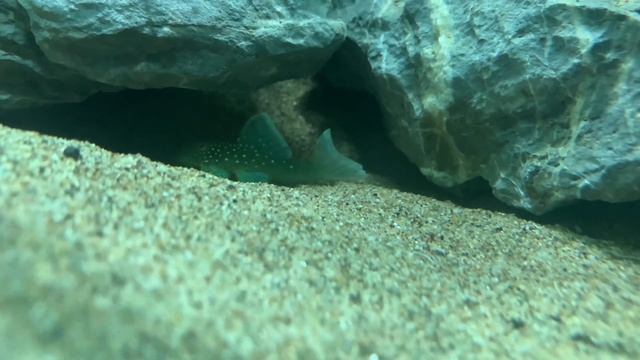Blue Phantom Pleco Care Guide (L128) - Tank Size, Growth Rate, Tank Mates, Food And Breeding смотреть онлайн