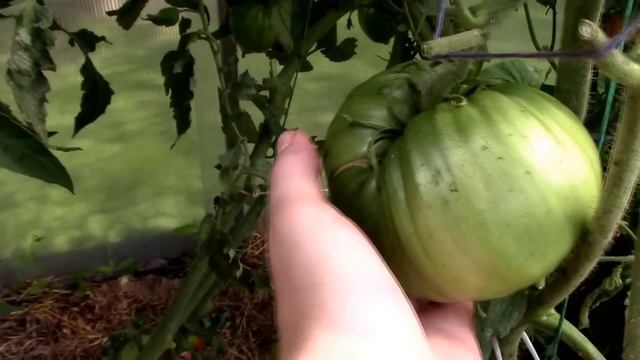 мои сорта овощей смотреть онлайн