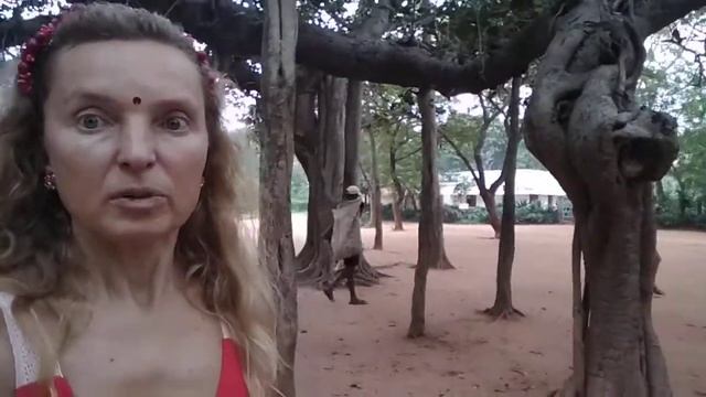 Священное индийское дерево баньян смотреть онлайн