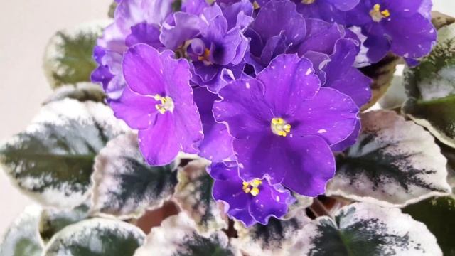 Фиалка ЯН-Комильфо смотреть онлайн