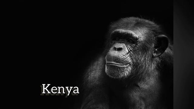 Jane Goodall Story for Kids смотреть онлайн