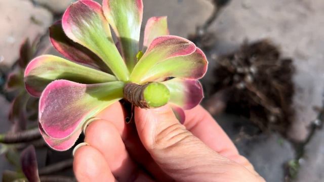 Not all succulents perfectly healthy 20% will die. Sen đá showbiz kinh nghiệm bên lề😁 смотреть онлайн