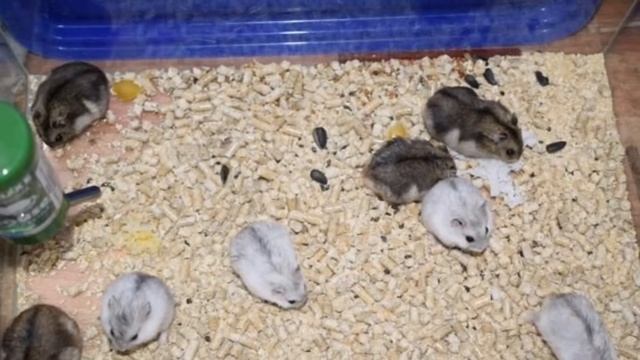 У меня появился джунгарик? /// Рассказываю как приручить хомяка к рукам ? смотреть онлайн