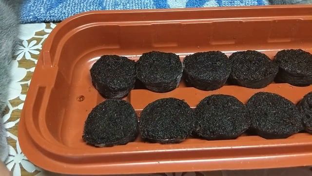 АУБРЕЦИЯ! ОБРИЕТА! ПОСЕВ! ВКУСНЫЙ ОБЕД! ПОМИДОРКИ! смотреть онлайн