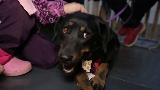 Домашние животные: "Репортаж Woof Fest" смотреть онлайн