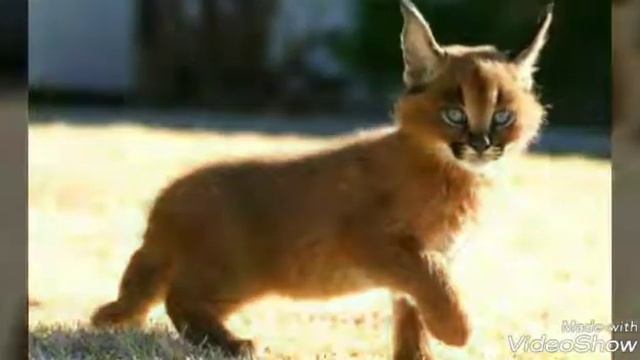 Каракал, родственник диких кошек. смотреть онлайн