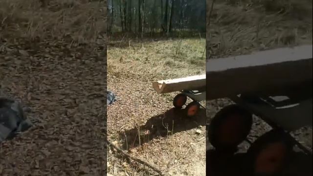 Улей в дереве