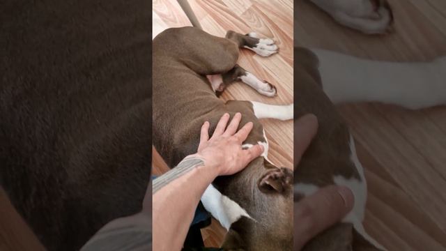 Амстафф Локи 2 года | Места Не Находит | Стаффорд | Amstaff Loki смотреть онлайн
