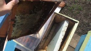 Подкормка пчел весной медовой сытой