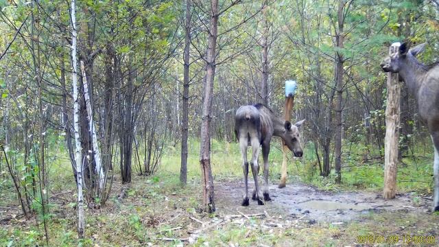 Заснял Лосиху её задние ноги в шишках каких то!? Как думаете, от чего это? смотреть онлайн