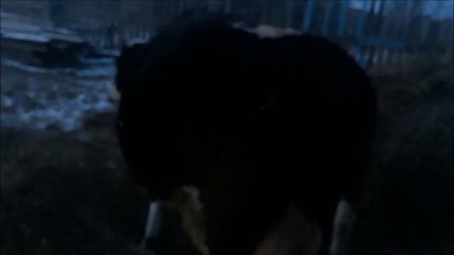 Как определить скорый отел у коровы. Отел коровы. смотреть онлайн