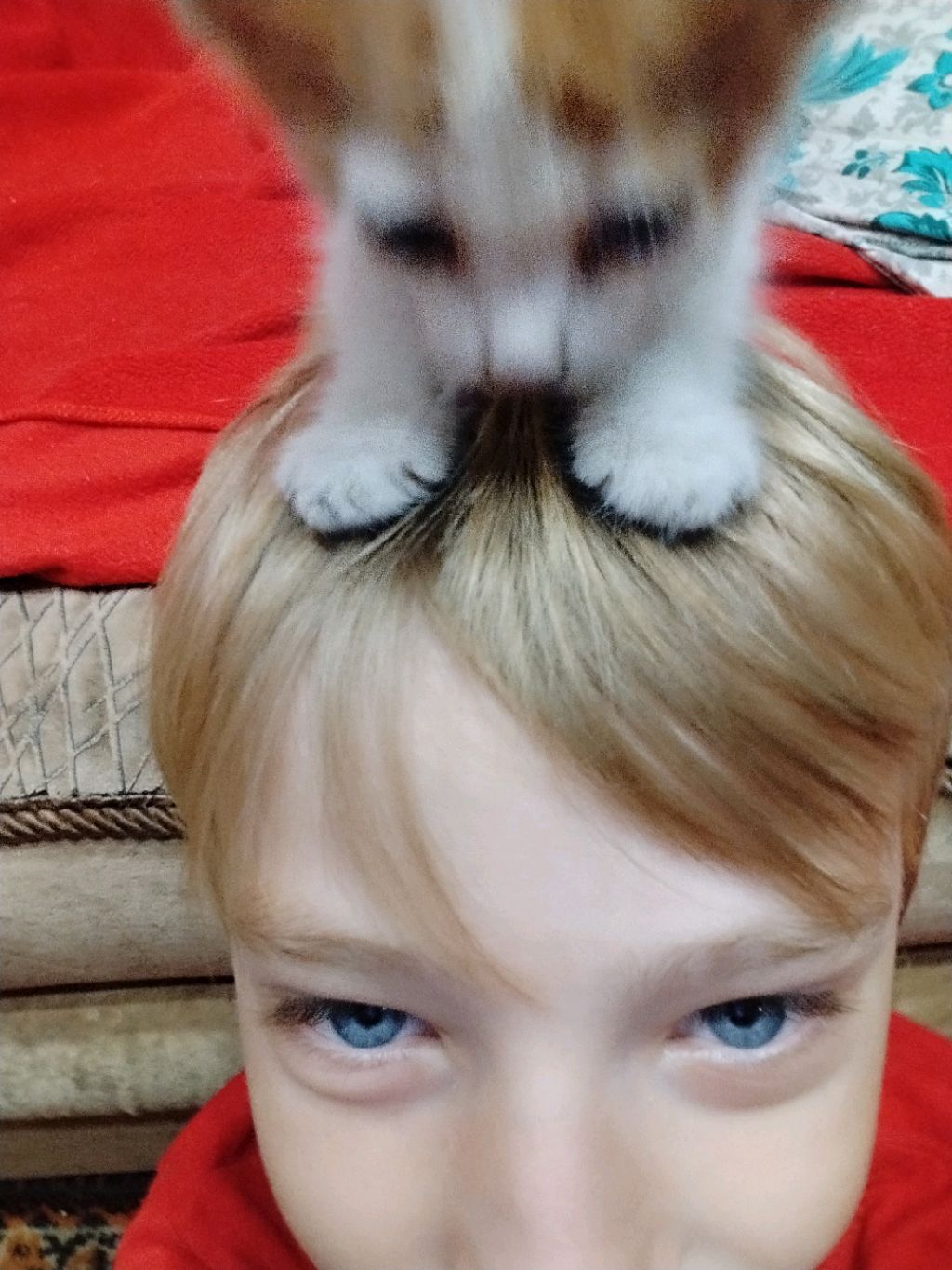 пппппвармврис