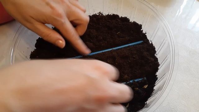 СЕЕМ ЦИНИИ | ПОСЕВ ЦИНИЙ НА РАССАДУ | ВЗОШЛИ НА 2 ДЕНЬ! | КАК ПОСЕЕТЬ ЦИНИИ