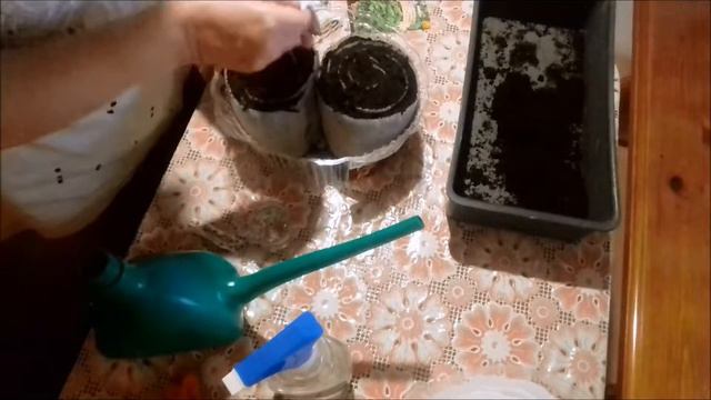 Лук порей рассадным способом . смотреть онлайн