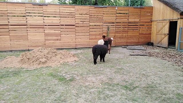 My GoPro Life. Альпака / Alpaca. Moscow Zoo (Android) смотреть онлайн