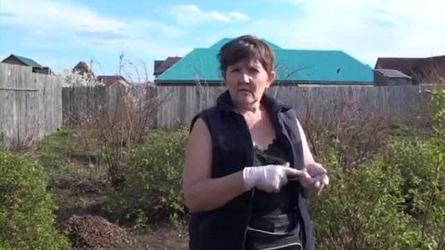 Сад по Железову в Сибири. Вишни, абрикосы из косточки. Посадка на холм. Кудина Марина. смотреть онлайн