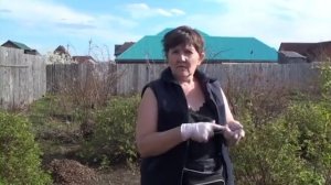 Сад по Железову в Сибири. Вишни, абрикосы из косточки. Посадка на холм. Кудина Марина.