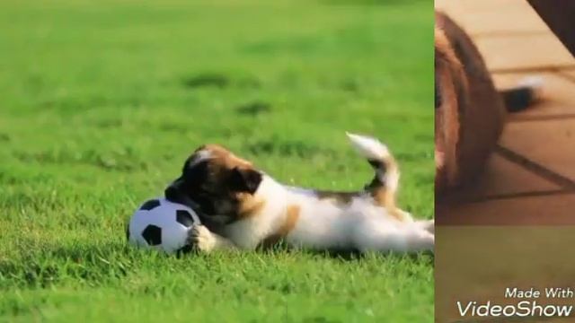 Песня пропала собака по кличке "дружок" смотреть онлайн