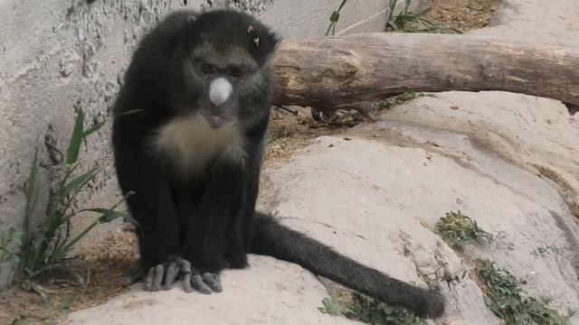 Друг Симбы Микки! Бахчисарайский зоопарк. Крым. Simba's friend Mickey! Bakhchisarai Zoo. Crimea. смотреть онлайн