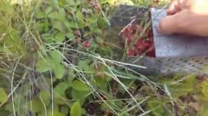 как быстро собирать землянику в поле.