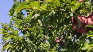 Слива РЕД ХАРТ (Red Heart) persikovod.com 06,08,2020 г