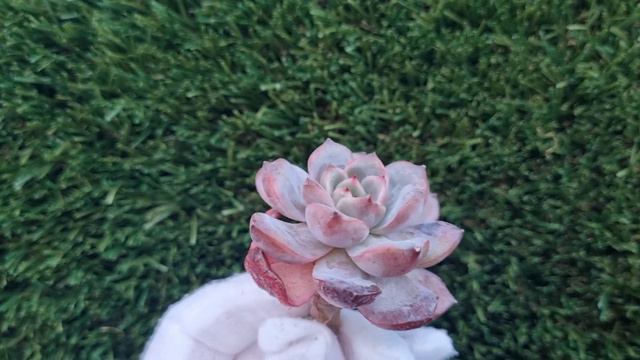 Echeveria Glam Pink смотреть онлайн
