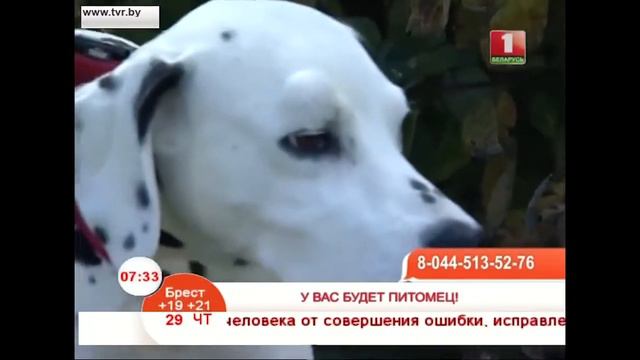 У вас будет питомец