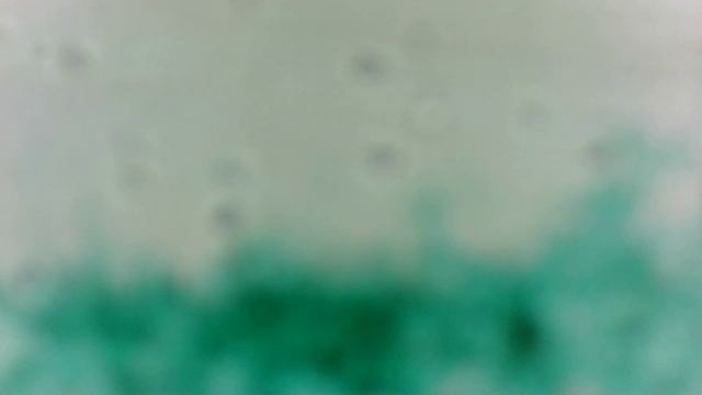 Пеницилл Penicillium