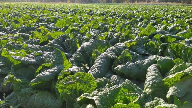 Пекинка никогда не цветет Осенняя!!! смотреть онлайн