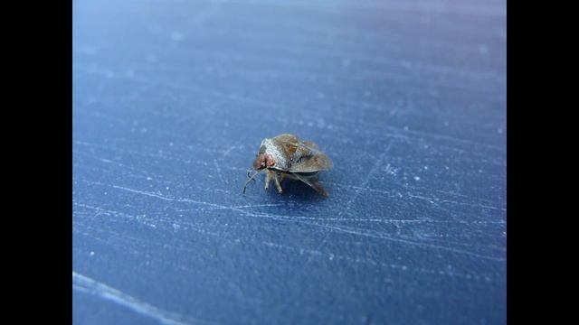 (HD1080p) Insect Macro Photography -Netherlands (Animals & a few landscapes) смотреть онлайн