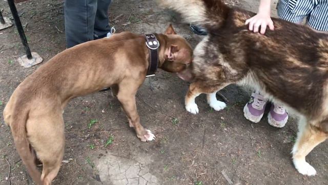 PITBULL VS DOBERMAN смотреть онлайн
