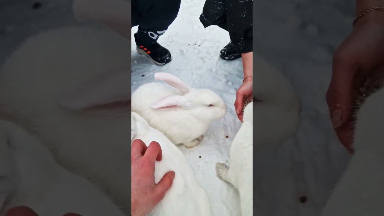 ▷Кормим и гладим кроликов◁ смотреть онлайн