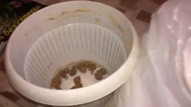 Фикусы болеют, сбрасывают листья. смотреть онлайн