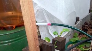 Капельный полив из пивной кеги. Требует герметизации выходных отверстий из кеги