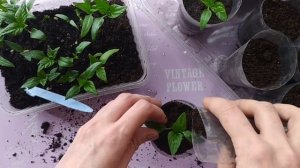 Хлороз??? Клещ??? РАССАДА ПеРЦа, Пикирую) Все будет ХоРоШо!