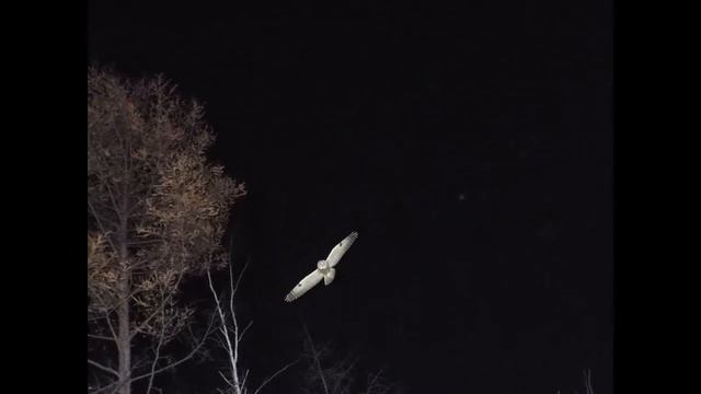 Золотая осень. Букачача смотреть онлайн