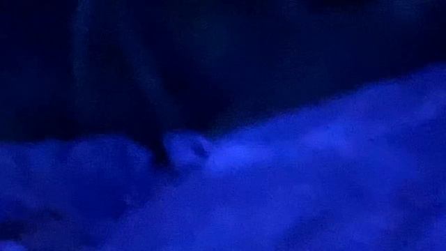Cats Serban Cioca ocelot serval Pampas black footed cat sand fox and more nocturnal animals... 2 смотреть онлайн