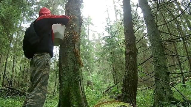 Где Растут Опята в Подмосковье смотреть онлайн