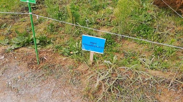 В ботаническом саду Ташкента, ноябрь 2022(1) смотреть онлайн