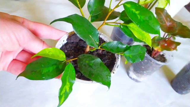 Комнатый цветник. Новинки. Цветочные новости/Indoor flowers смотреть онлайн