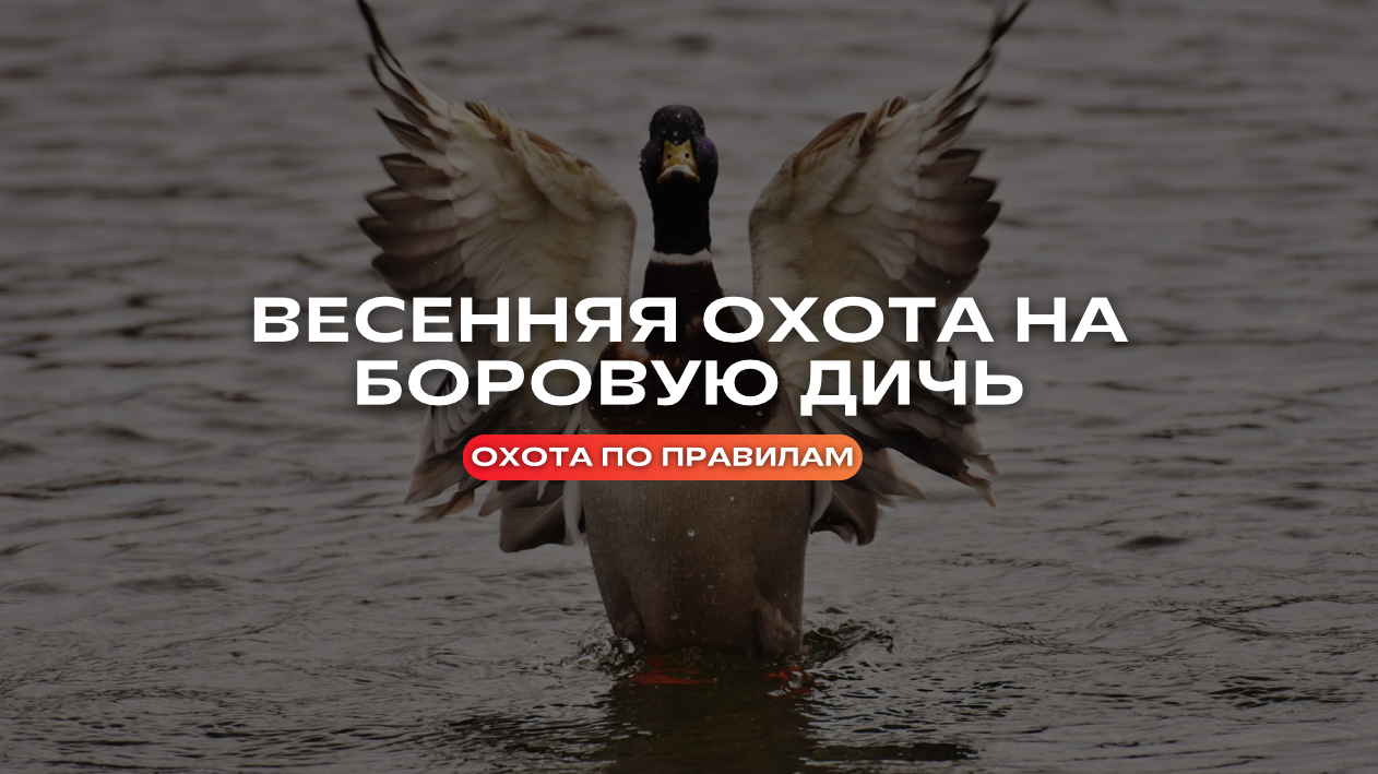 Весенняя охота на боровую дичь // Охота по правилам смотреть онлайн