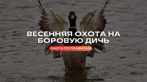 Весенняя охота на боровую дичь // Охота по правилам