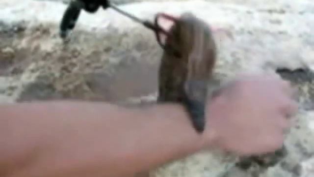 Безопасность на охоте Мурена кусает любительского рыбака в Греции смотреть онлайн