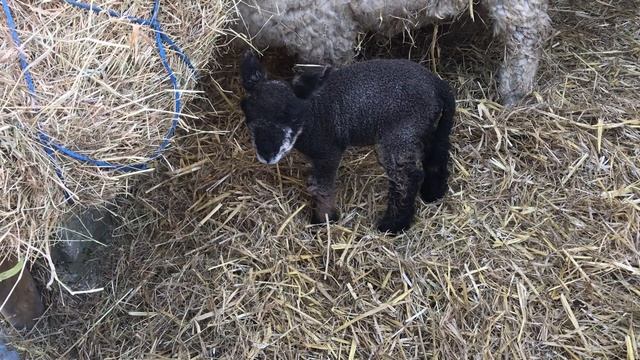 Meet Merlin - Arthur's New Lamb Cousin смотреть онлайн