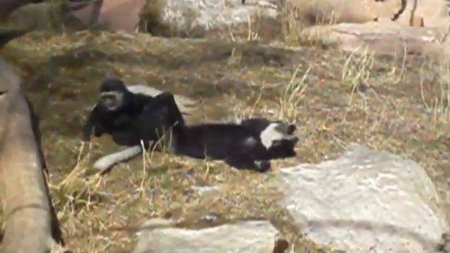 Eastern Black & White Colobus Monkeys смотреть онлайн