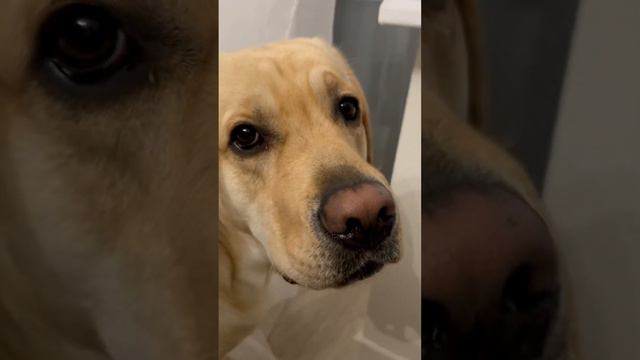 Не узнал себя красивого в отражении 🙄#лабрадор #лабрадорретривер #животные #собаки #смешныевидео смотреть онлайн